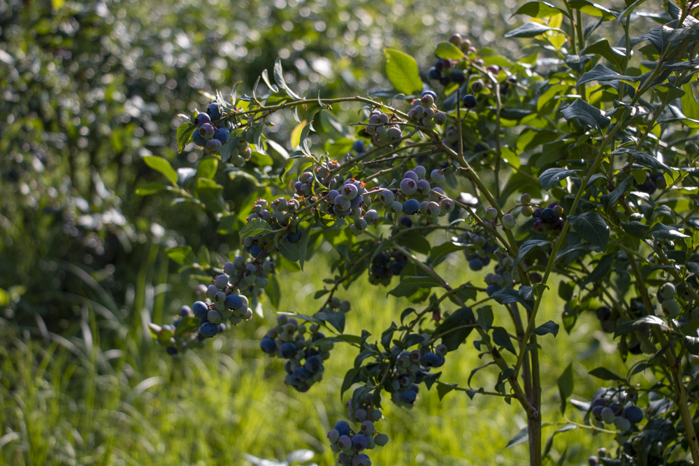 Blueberry Fields