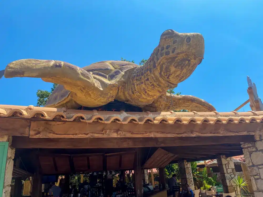 Caretta caretta