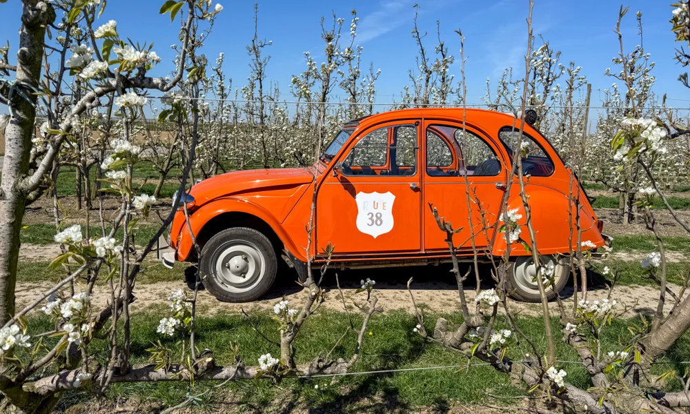 Verken Haspengouw met een geitje