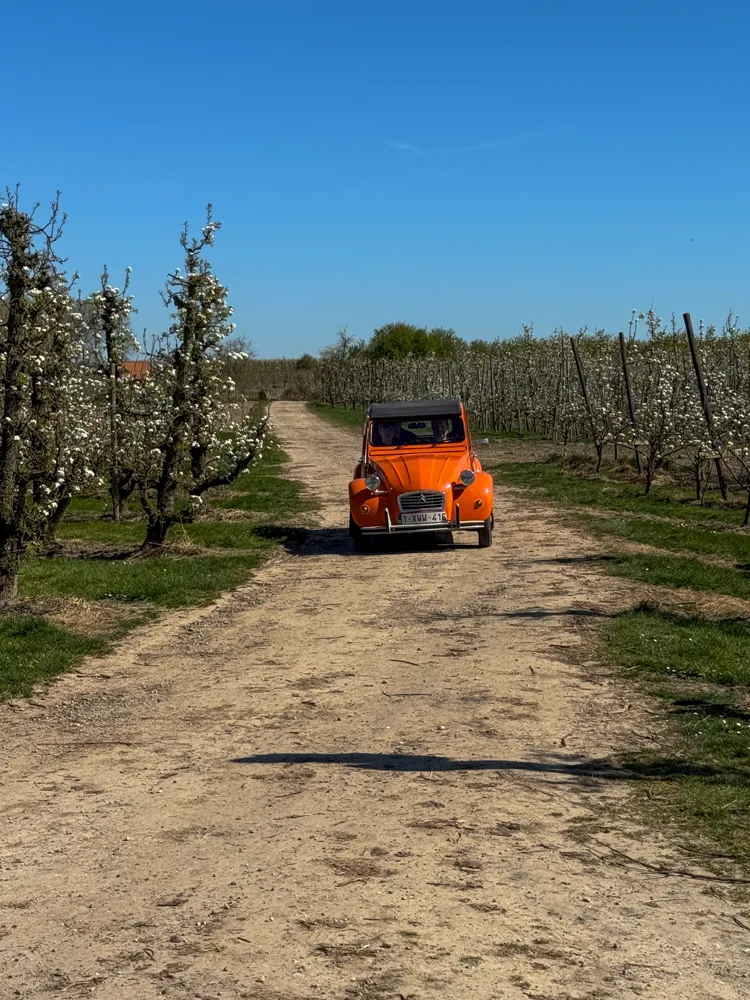 Verken Haspengouw met een geitje