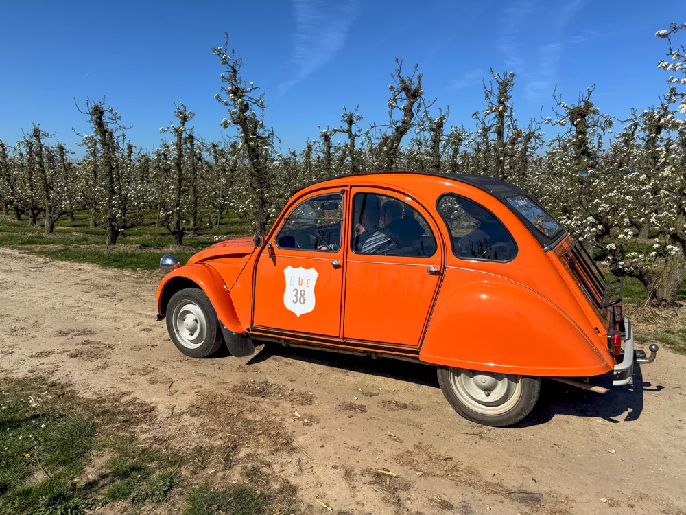 Verken Haspengouw met een geitje