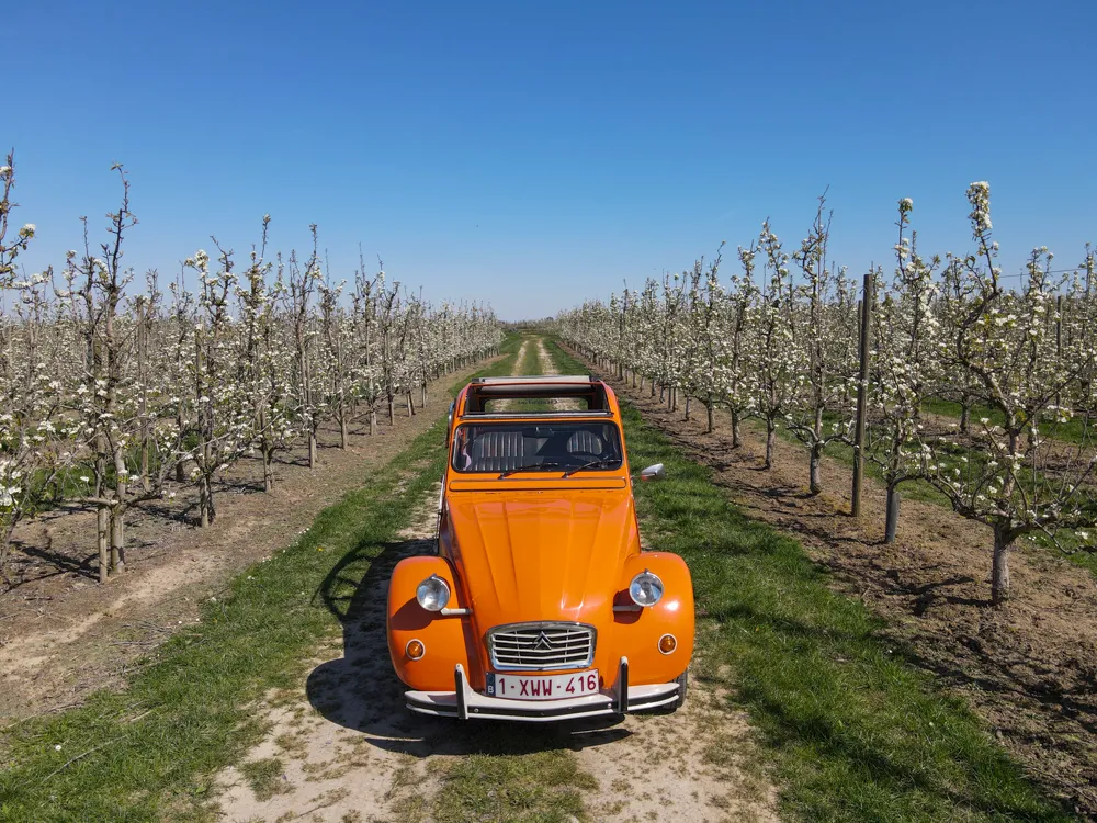Verken Haspengouw met een geitje