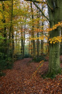 Wandeling in het bos