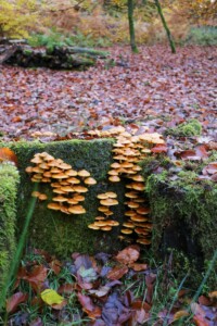 Paddenstoelen