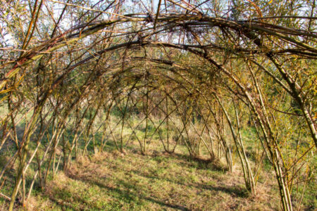 Rozekensbos