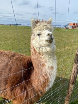 Alpaca