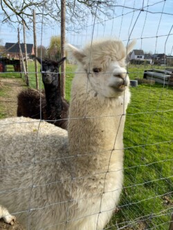 Alpaca's