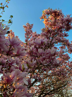 Magnolia