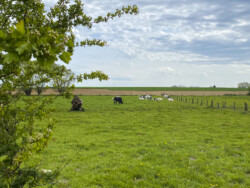 Kubus Dulle Griet
