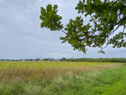 Landschapskubussen in Herne