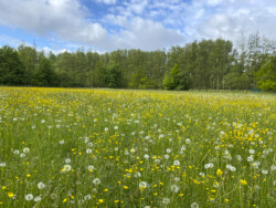Wandeling Kubus Pieter