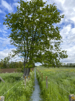 Wandeling Kubus Pieter