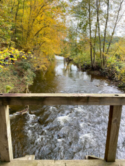 Bois de Spineu