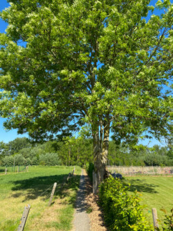 Wandelen in Aspelare