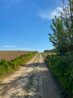 Wandelen