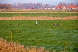 Reiger in de Uitkerkse polder