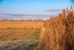 Blankenberge