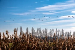 Uitkerkse Polder