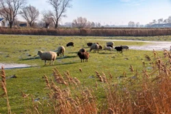 Natuur in Blankenberge