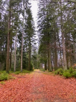 Wandelingen in Vielsalm