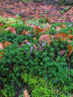 Wandelingen in Vielsalm