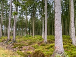 Wandelingen in Vielsalm