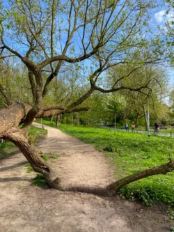 Wandelroute in het Westerpark