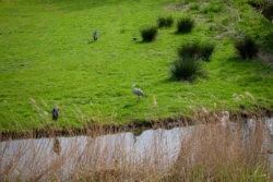 Kinderboerderij Westerpark