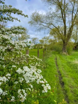 Buysemolenroute