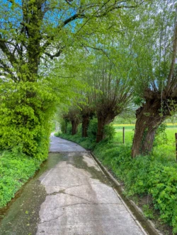 Buysemolenroute
