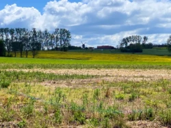 Sint-Antelinks